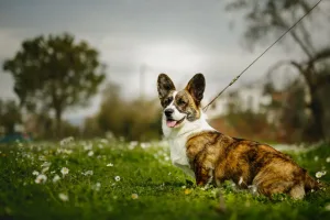 Aureate Corgi Corgi Cardigan Junior Aureate Corgi Corgi Cardigan Junior