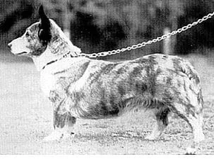 Wales_Fancy Mons daughter Fancy