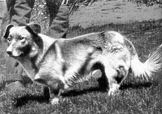 Wales_Mon Mon, the last of the original Corgis