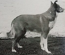 A throwback to the Welsh Hillman, reminds somewhat of a modern Smooth Collie