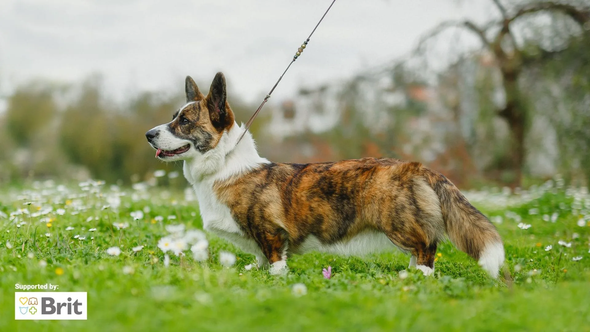AUREATE Welsh Corgi Kennel Welsh Corgi Cardigan Kennel in Athens Greece