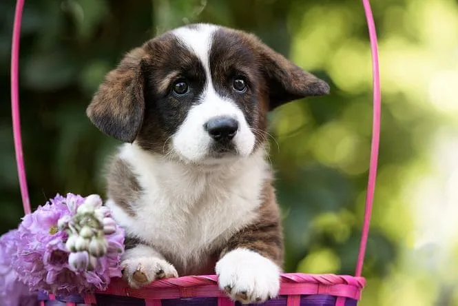 major point ropckstar puppy 8 weeks