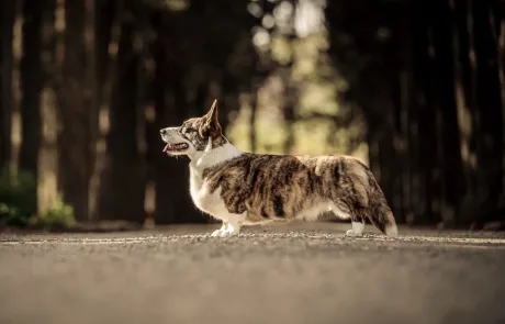 κοργκι κοργκι