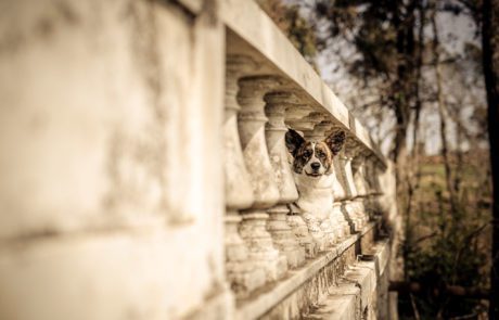 Aureate Corgis Welsh Corgi Cardigan in Greece