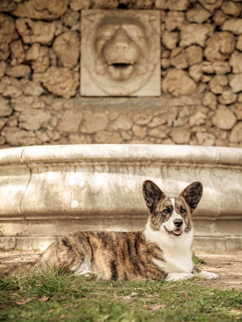 Aureate Corgis Welsh Corgi Cardigan κοργκι καρντιγκαν