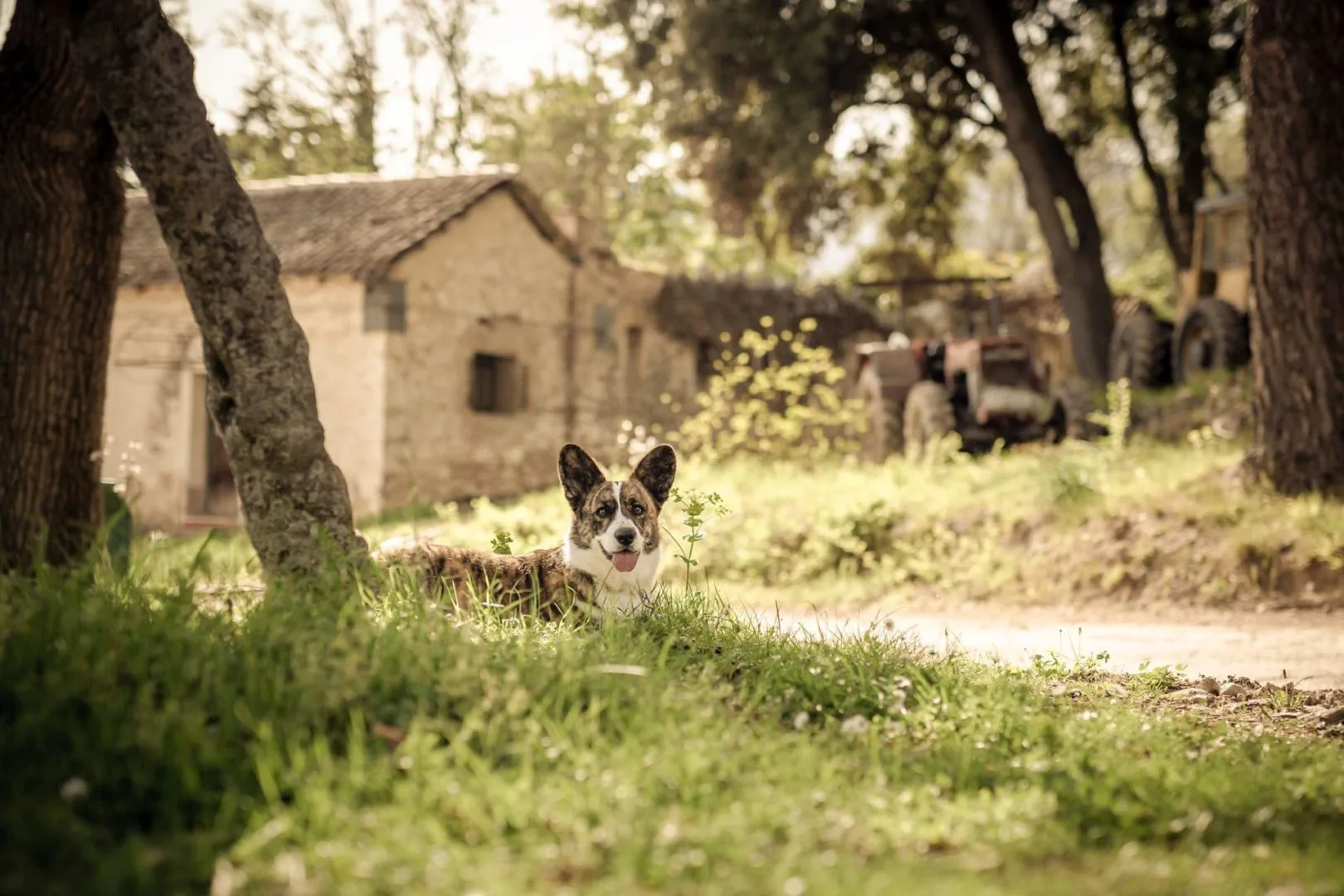 AUREATE - Cardigan Welsh Corgis - Athens Greece