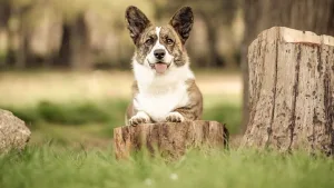 Aureate Corgis Welsh Corgi Cardigan Ουαλικό κόργκι