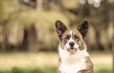 Aureate Corgis Welsh Corgi Cardigan