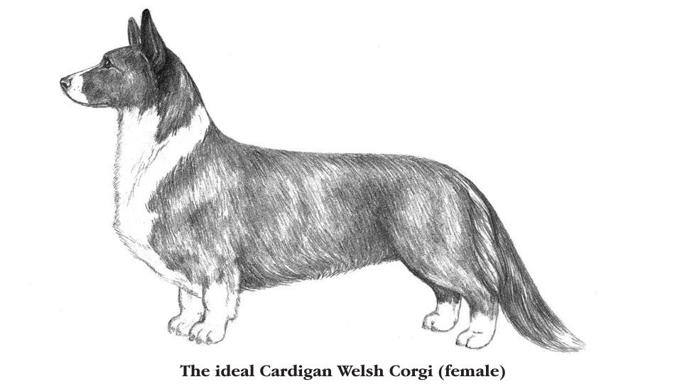 The ideal welsh corgi cardigan female
