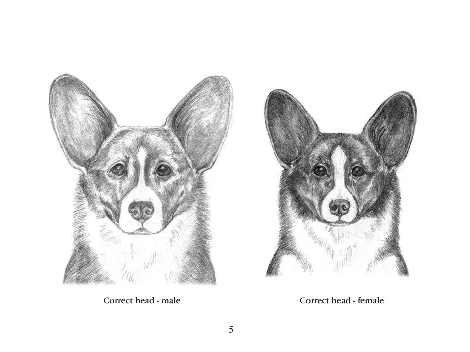 welsh corgi cardigan correct head