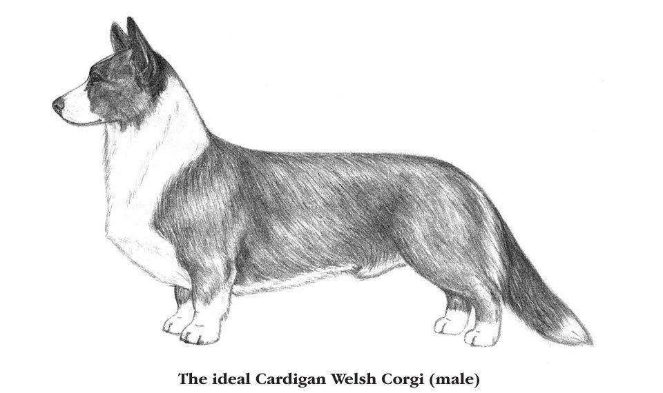 The ideal welsh corgi cardigan male