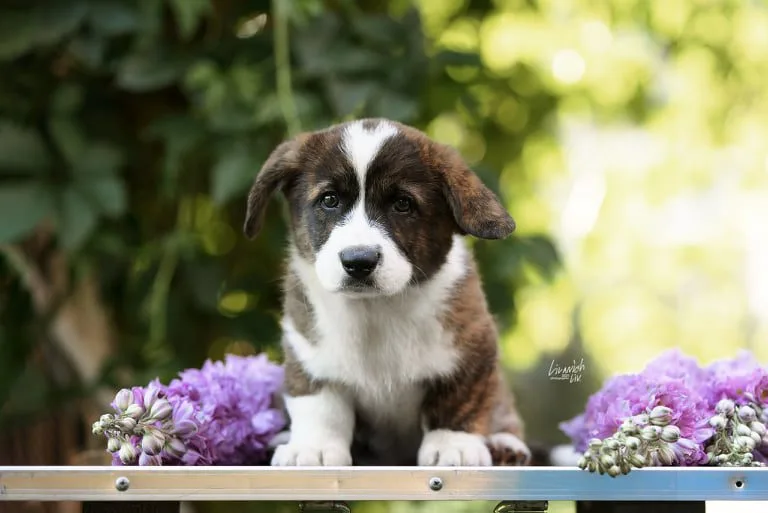 Aureate Corgis Molly Corgi Puppy αναγνωρισμένο εκτροφείο κόργκι στην Ελλάδα