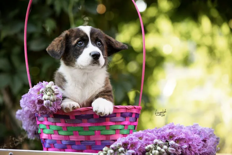 κουταβι κόργκι