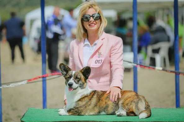 KOE Spring Show Corgis 3