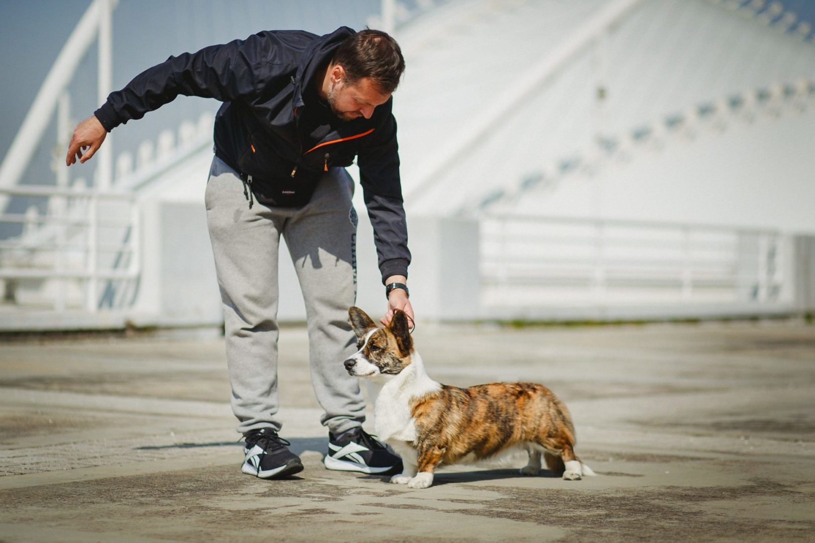 corgi dog show training