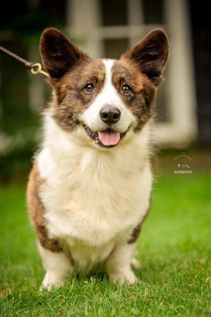 Waggerland Big Bang Welsh Corgi Cardigan Male 1 Waggerland Big Bang Welsh Corgi Cardigan Male 1