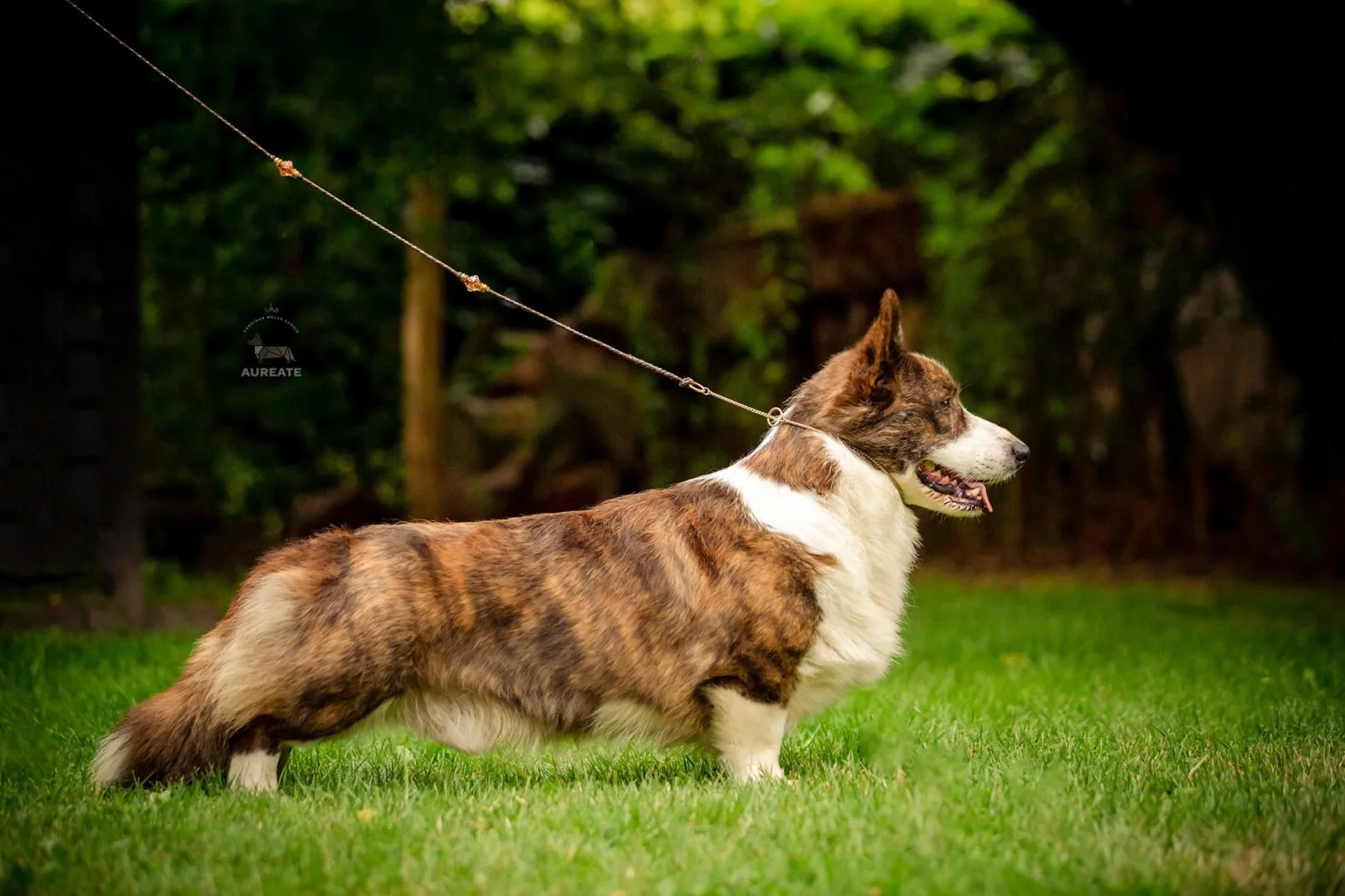 Waggerland Big Bang Welsh Corgi Cardigan Male 2 Waggerland Big Bang Welsh Corgi Cardigan Male 2