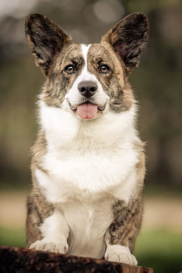 Welsh Corgi Female 1 Welsh Corgi Cardigan Female