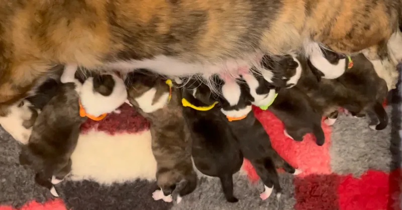 corgi puppies nursing