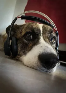 Puppy Sound Training