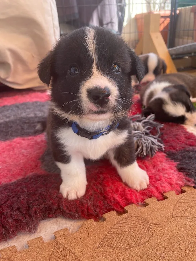 Κουτάβι κόργκι