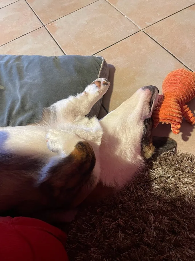 Κουτάβι κόργκι