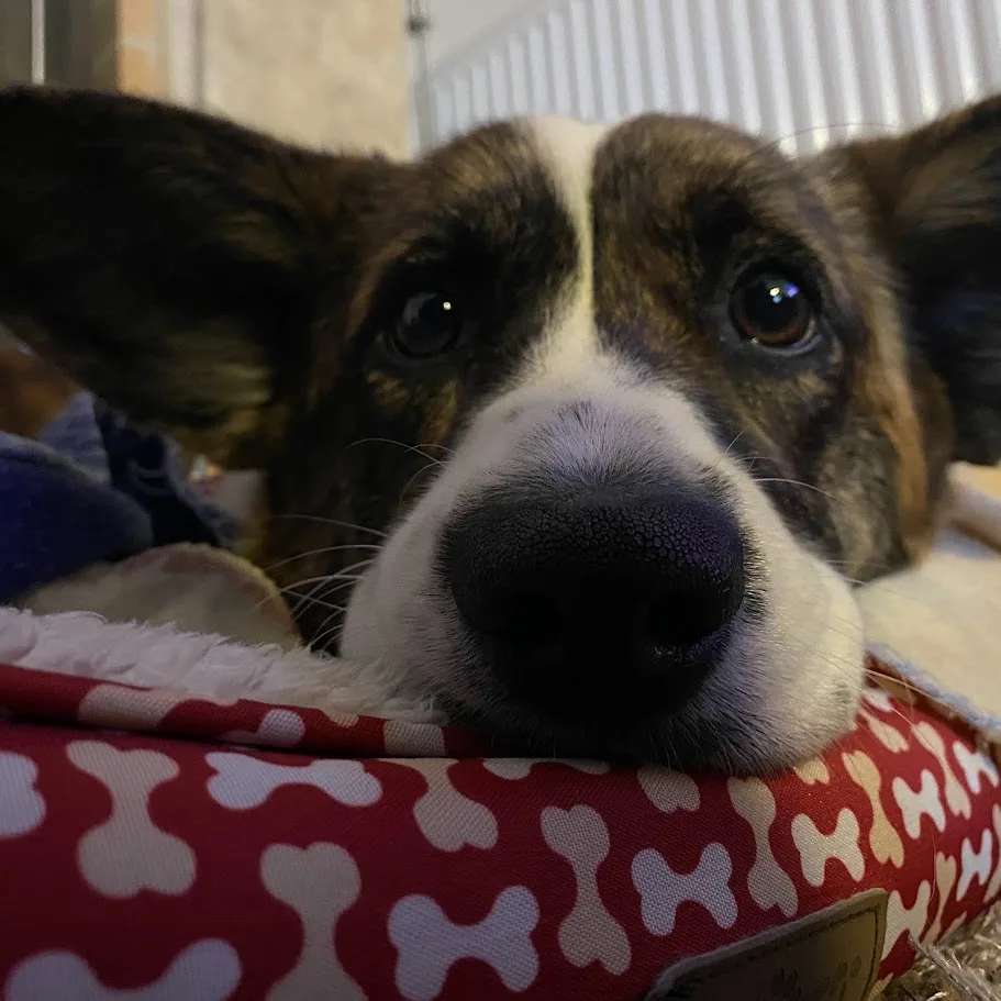 Κουτάβι κόργκι