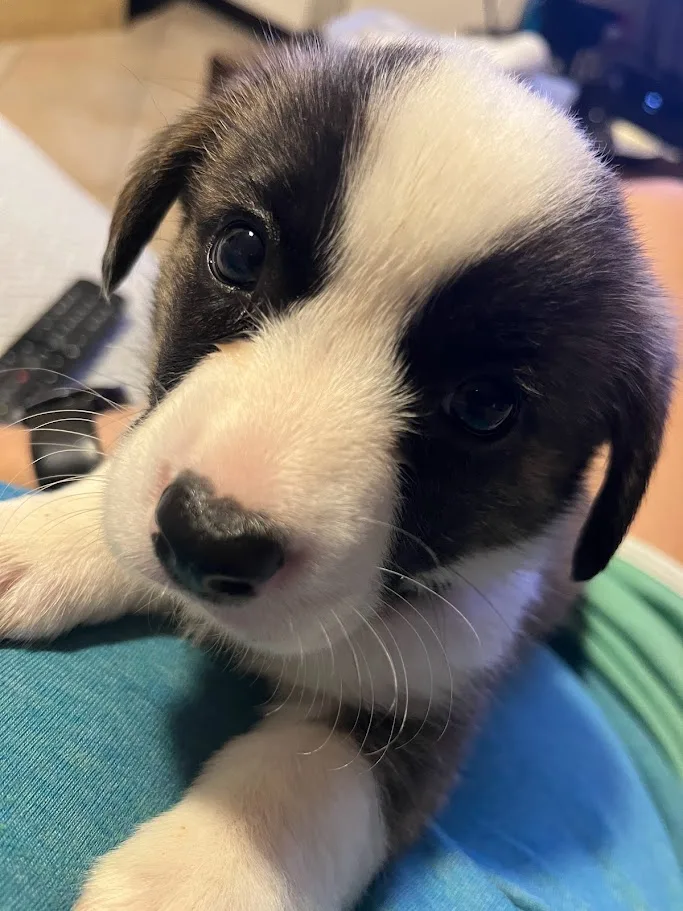 Κουτάβι κόργκι