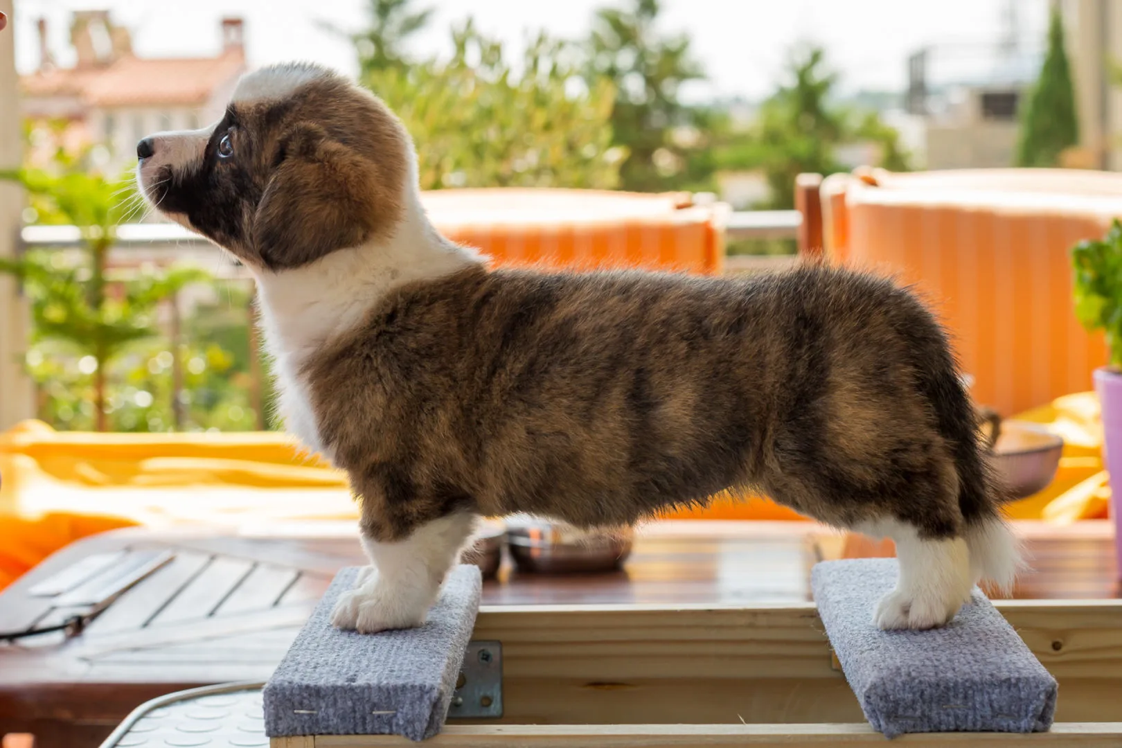 01 AUREATE ROSE THE HAT 002 01 AUREATE ROSE THE HAT 002