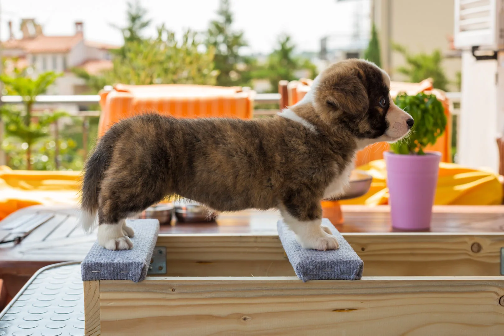 01 AUREATE ROSE THE HAT 001 01 AUREATE ROSE THE HAT 001