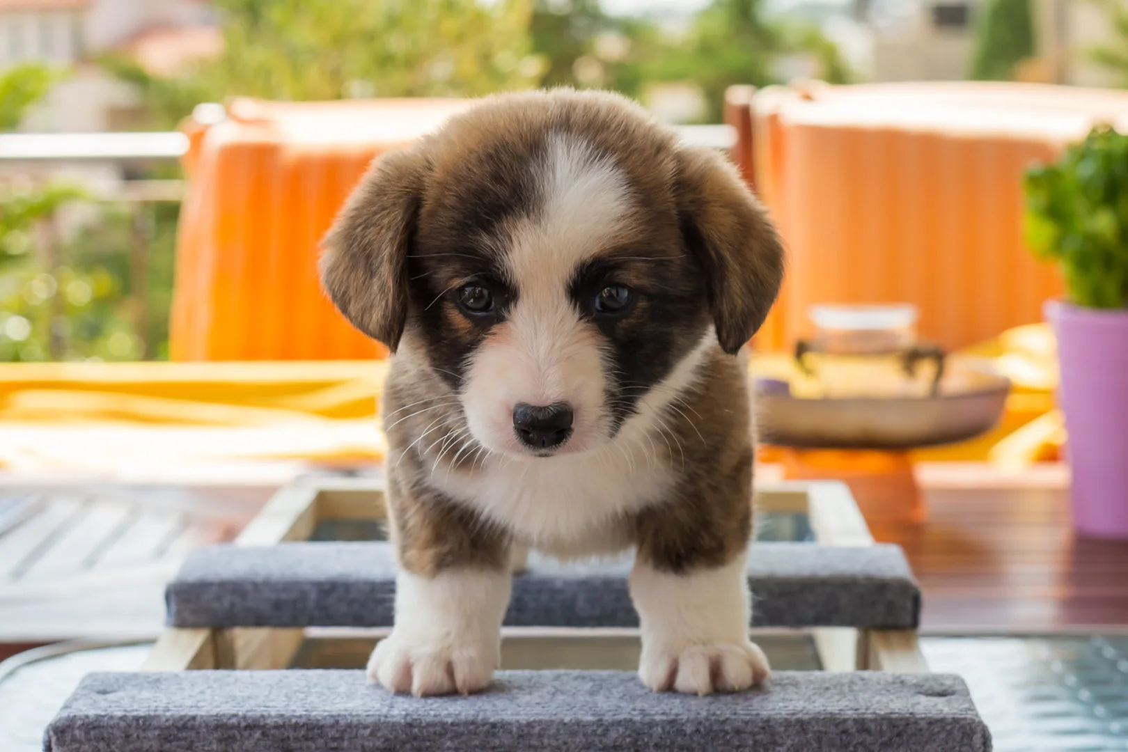 01 AUREATE ROSE THE HAT 003 01 AUREATE ROSE THE HAT 003