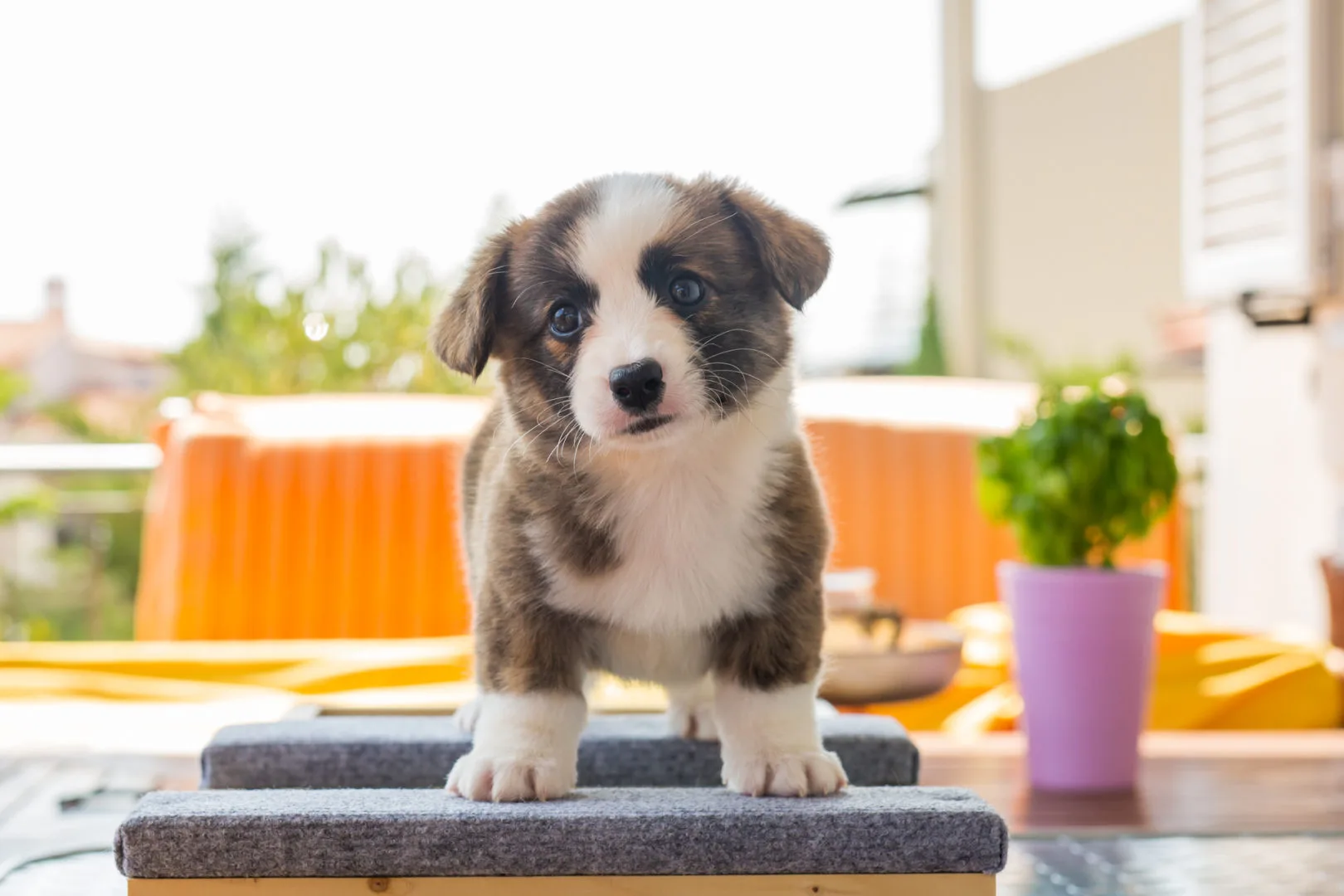 01 AUREATE ROSE THE HAT 004 01 AUREATE ROSE THE HAT 004