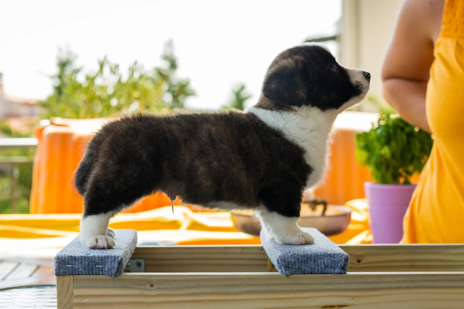 02 AUREATE JACK TORRANCE 001 02 AUREATE JACK TORRANCE 001