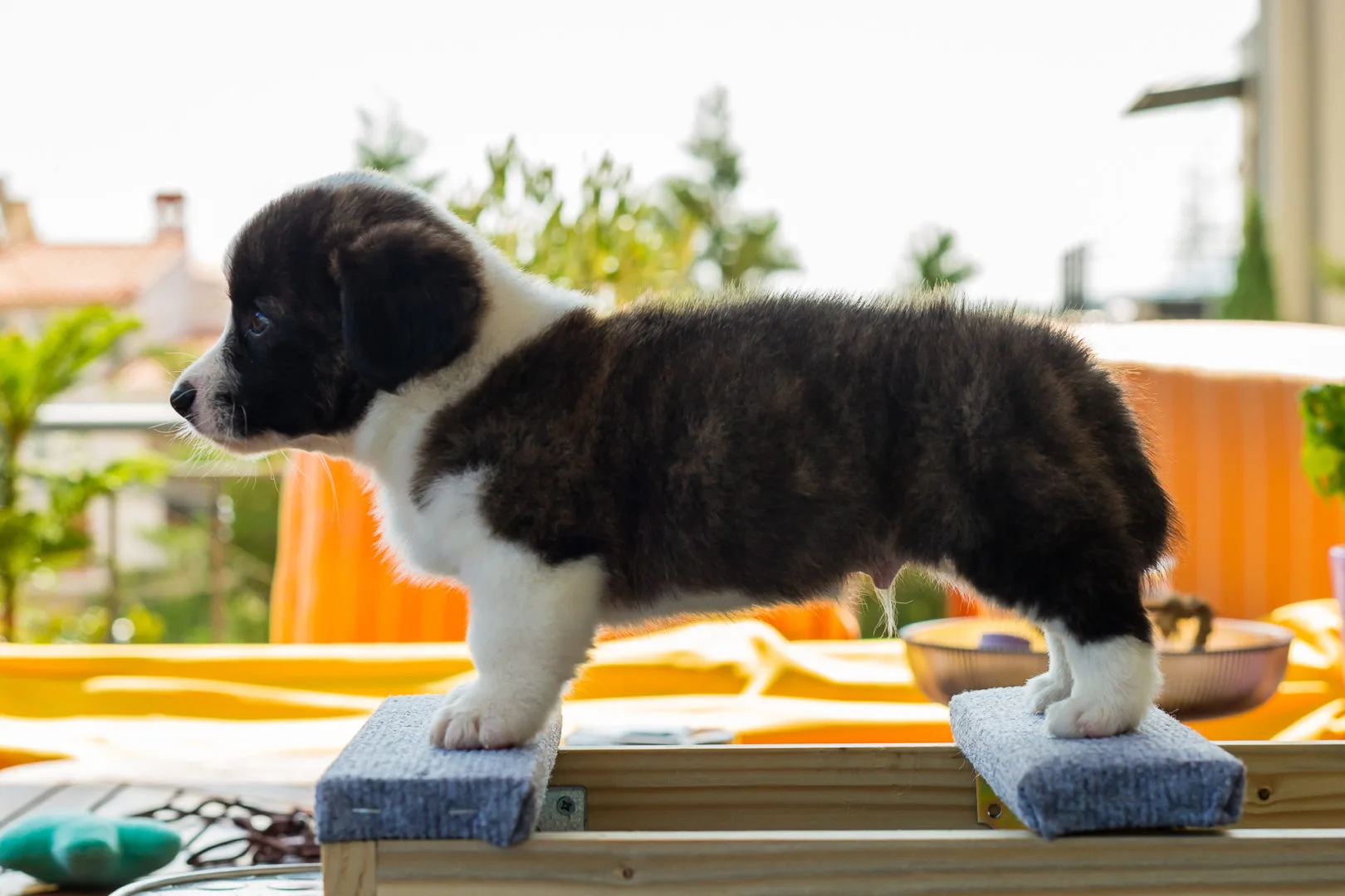 02 AUREATE JACK TORRANCE 002 02 AUREATE JACK TORRANCE 002