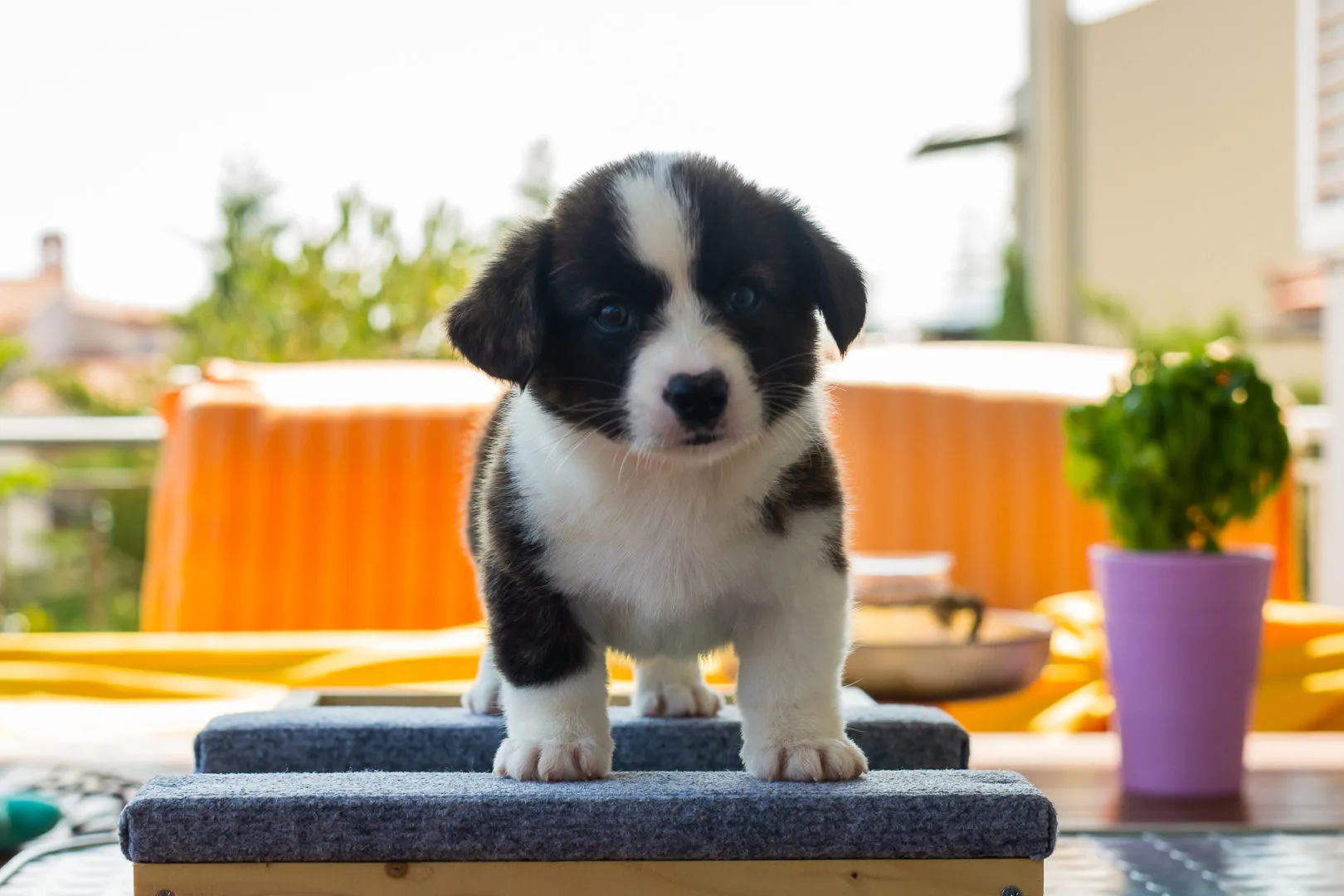 02 AUREATE JACK TORRANCE 004 02 AUREATE JACK TORRANCE 004