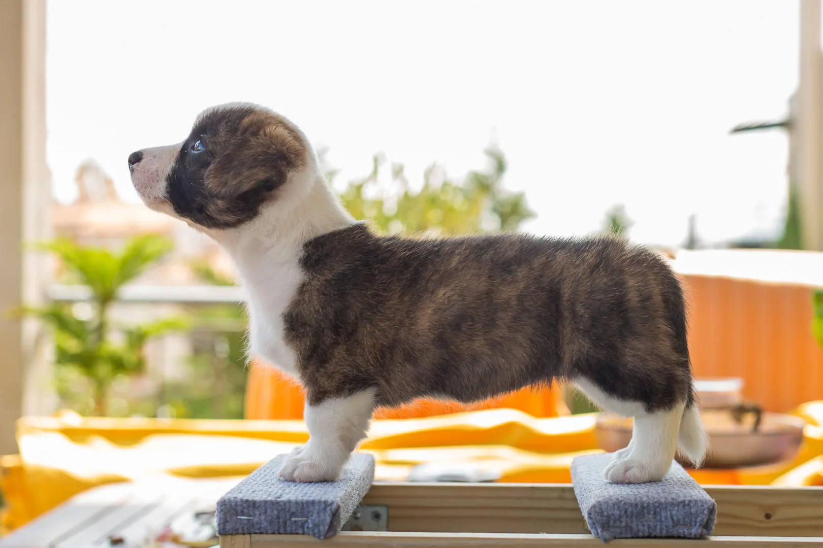 04 AUREATE THE SHINING 004 04 AUREATE THE SHINING 004