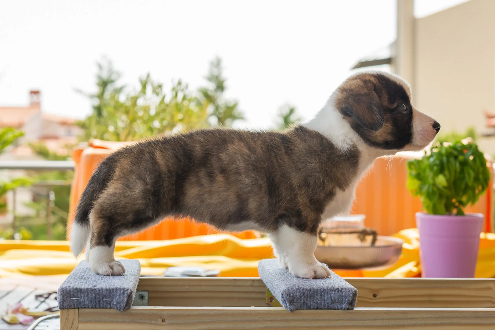 04 AUREATE THE SHINING 003 04 AUREATE THE SHINING 003