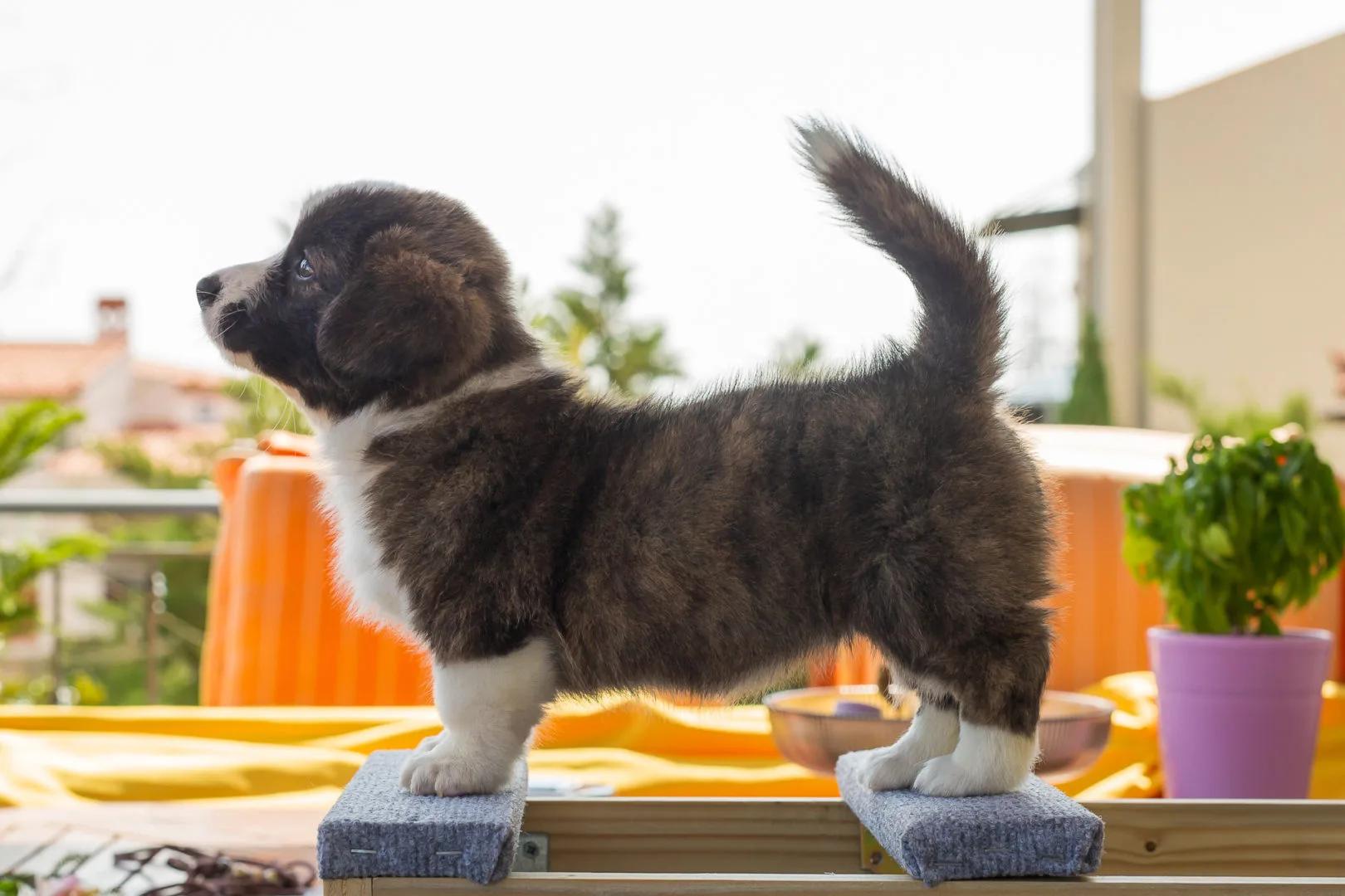 05 AUREATE DUMA KEY 004 05 AUREATE DUMA KEY 004