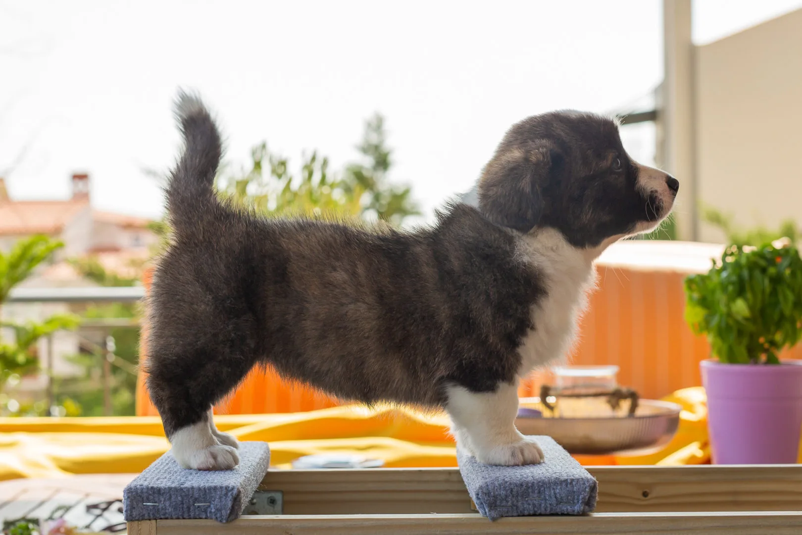 05 AUREATE DUMA KEY 003 05 AUREATE DUMA KEY 003