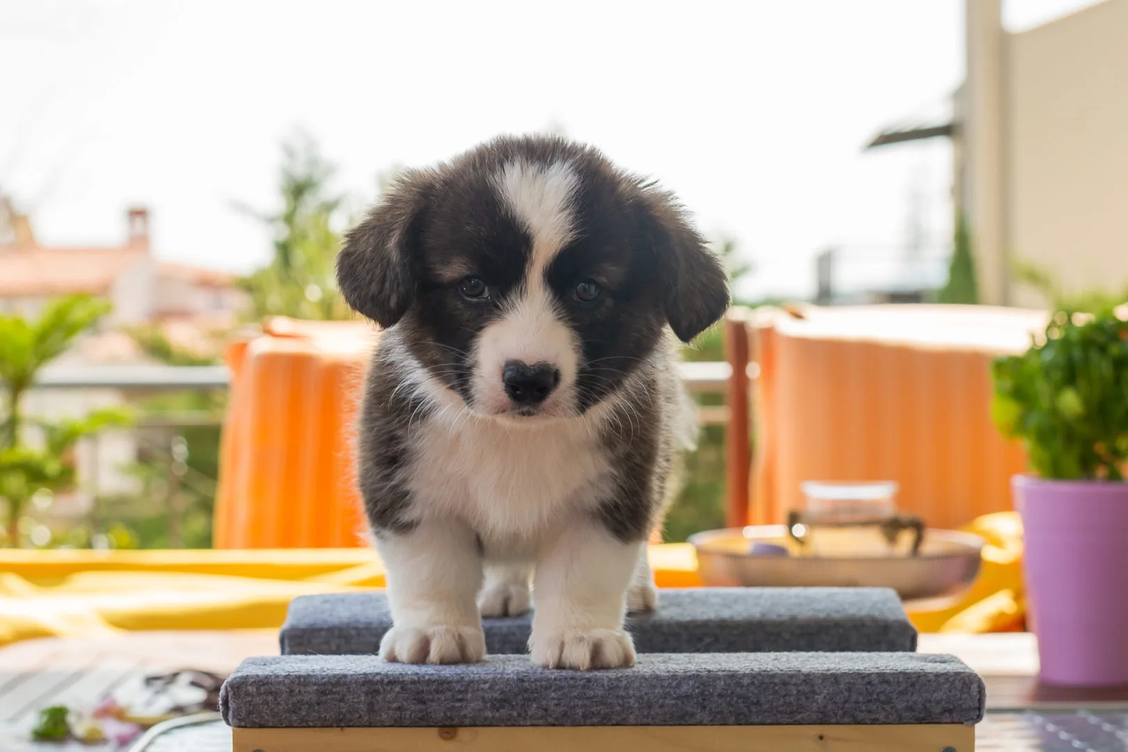 05 AUREATE DUMA KEY 002 05 AUREATE DUMA KEY 002