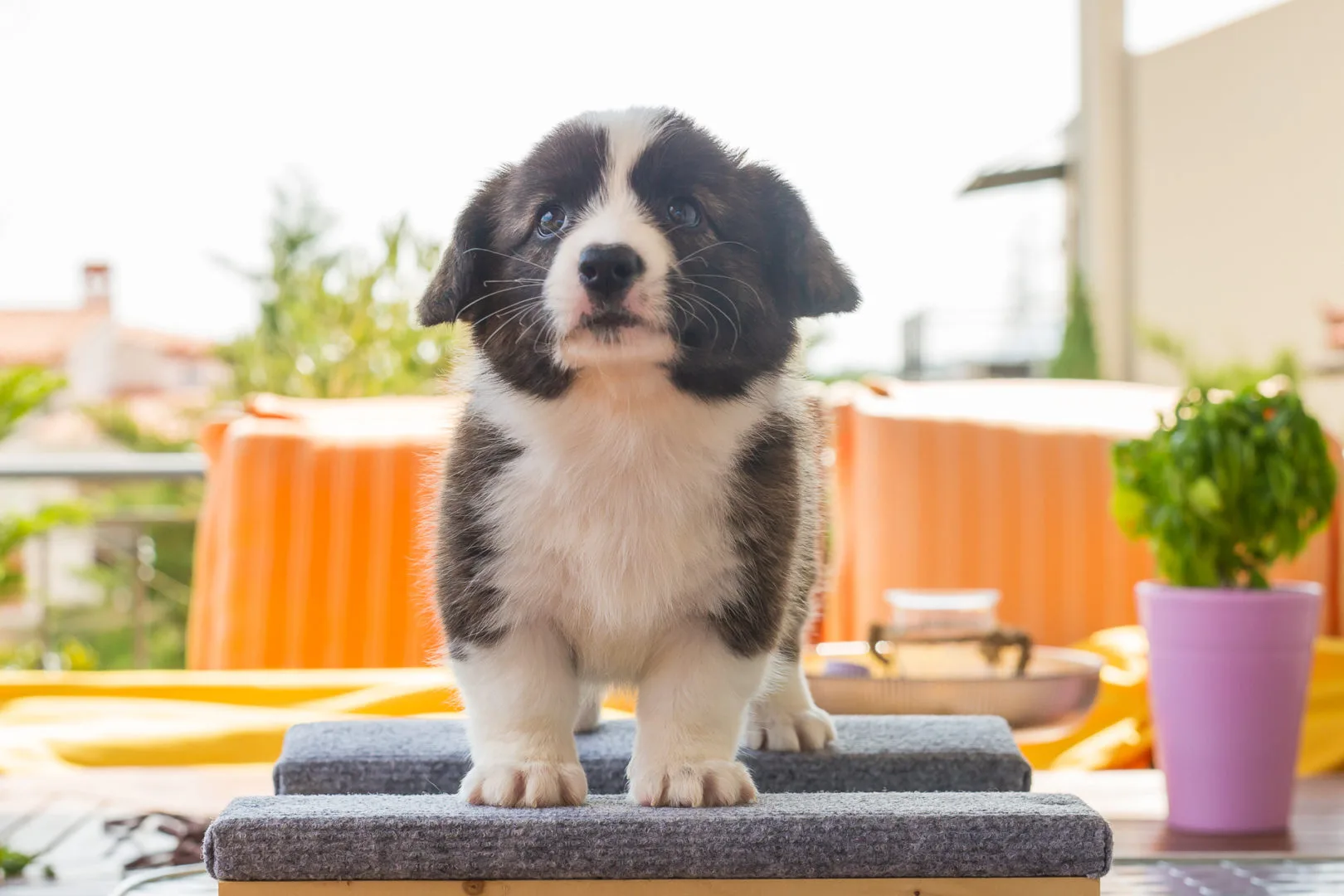 05 AUREATE DUMA KEY 001 05 AUREATE DUMA KEY 001