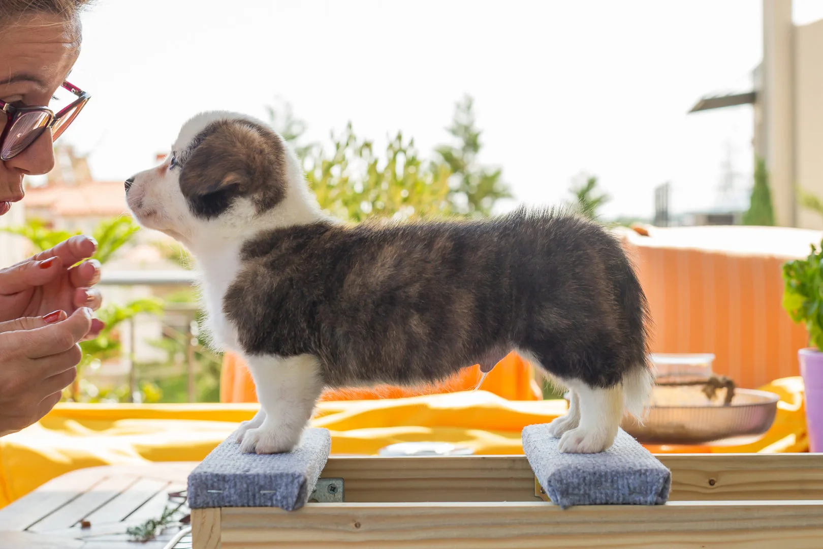 07 AUREATE PENNYWISE THE CLOWN 001 07 AUREATE PENNYWISE THE CLOWN 001