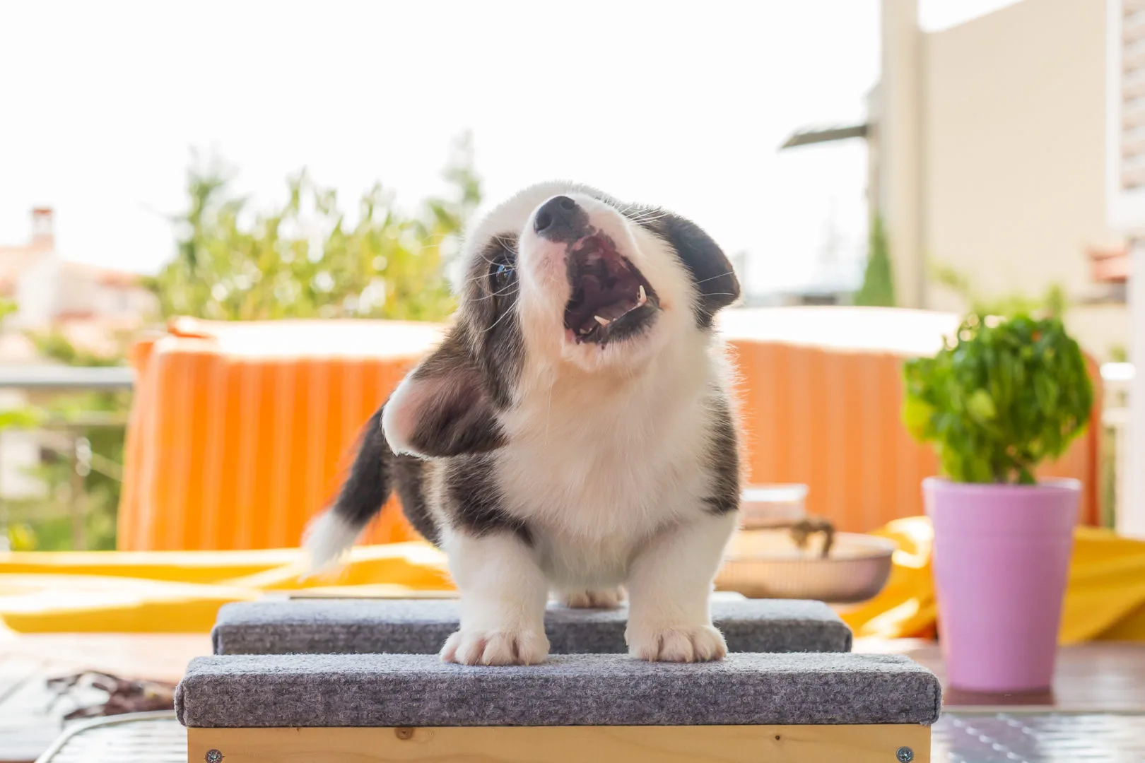 07 AUREATE PENNYWISE THE CLOWN 002 07 AUREATE PENNYWISE THE CLOWN 003