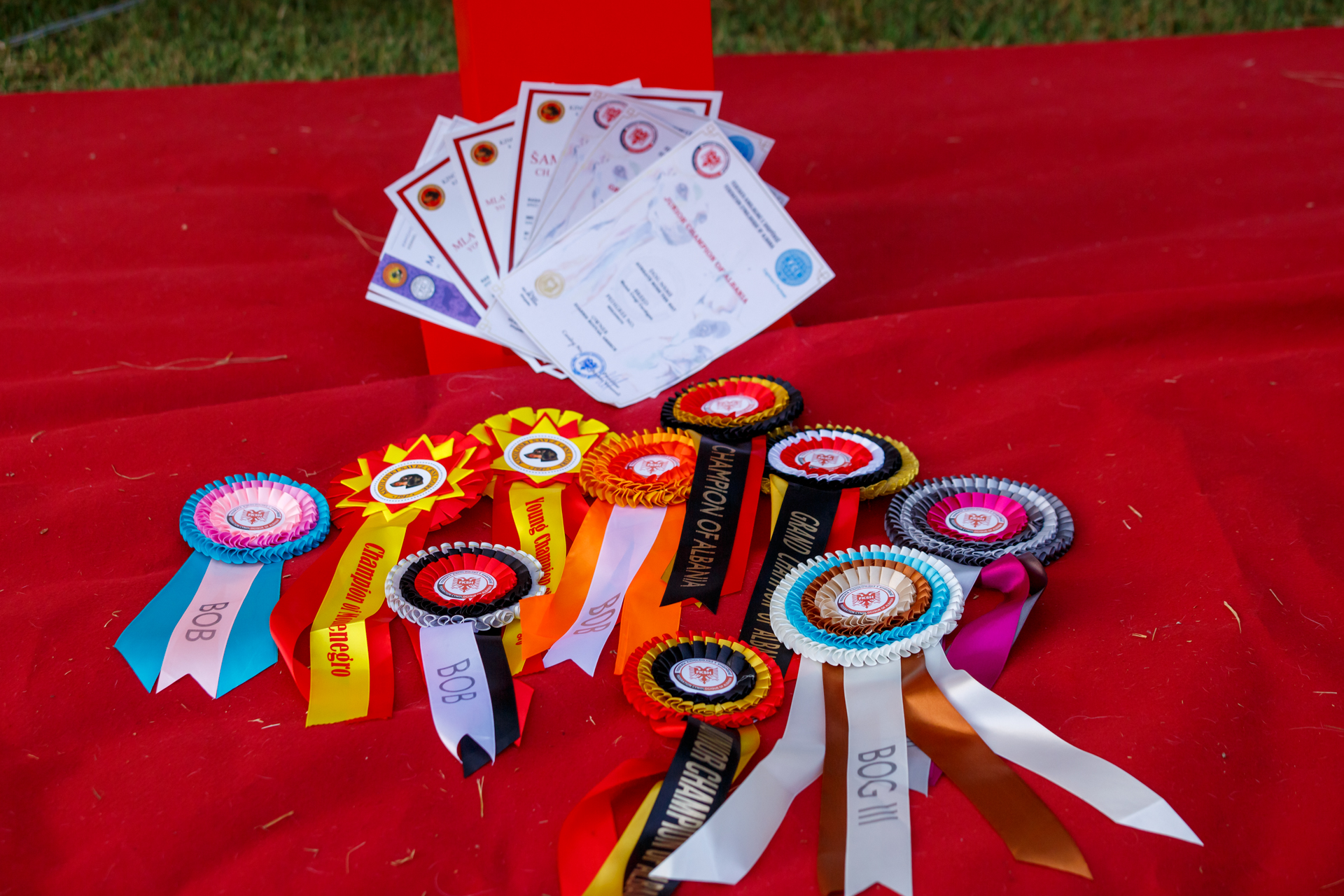 International Champion Major Point Rockstar and International Junior Champion Aureate Rose the Hat