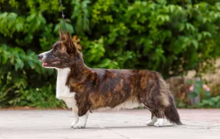 aureate crimson king welsh corgi cardigan