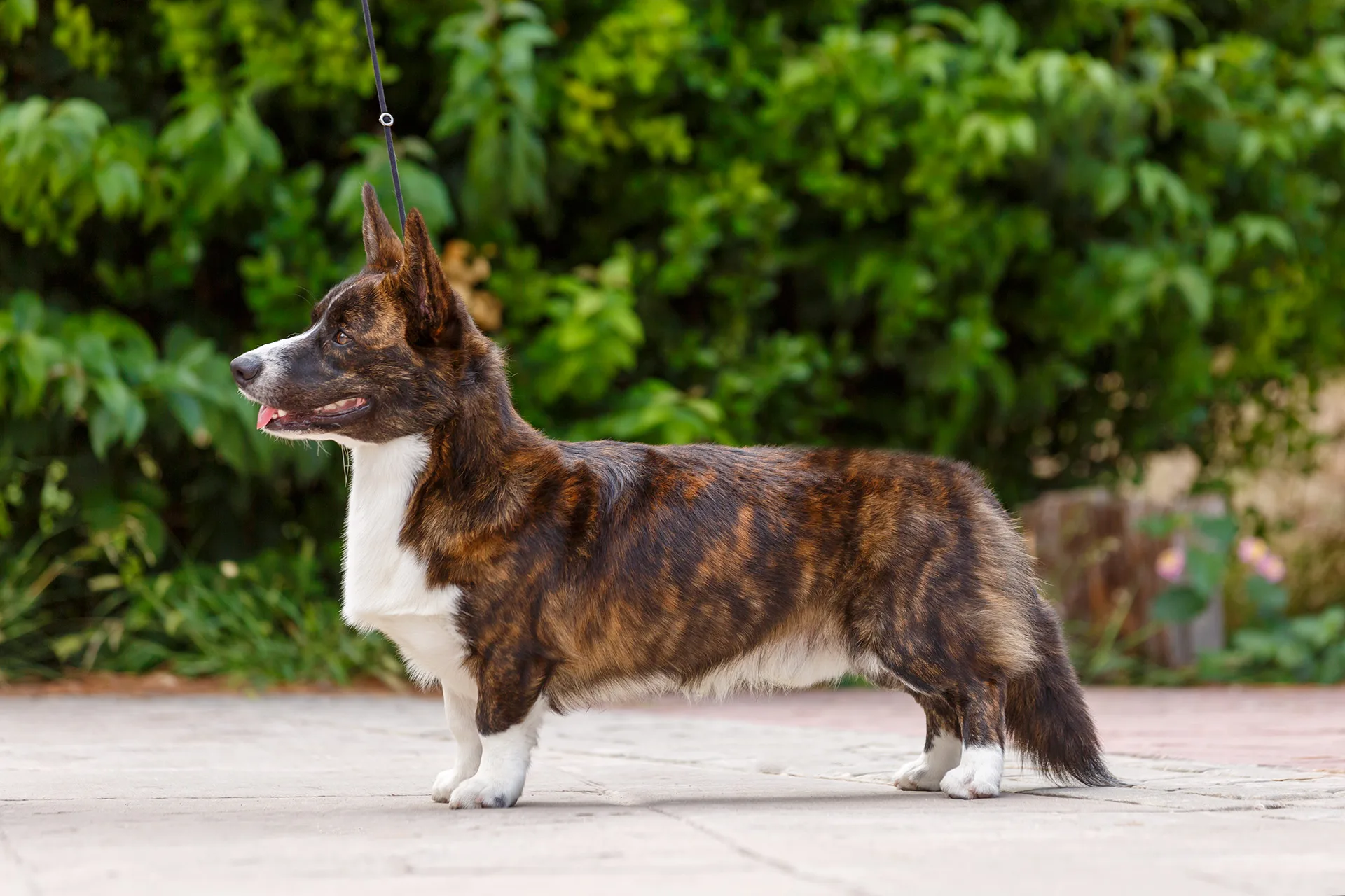 aureate crimson king welsh corgi cardigan